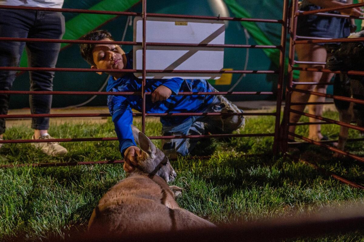 Seven-year-old Giovanny Camarillo reaches to pet a baby kangaroo during the Cinco de Mayo celebration at Guadalupe Centers on Friday, May 5, 2023, in Kansas City.