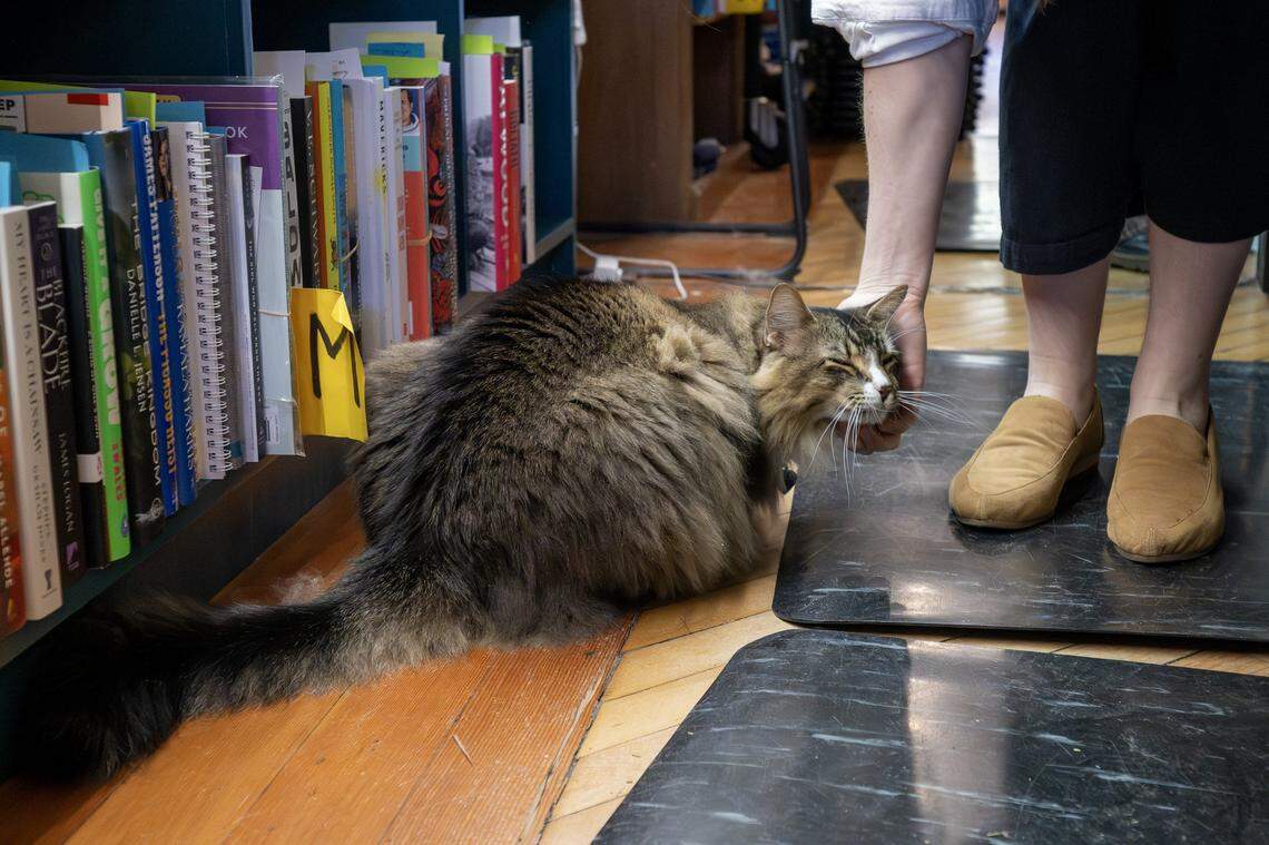 Dean, a 4-year-old shop cat, bows his head as he is petted by co-owner Mary Wahlmeier Bracciano at Raven Book Store on Wednesday, Nov. 5, 2025, in Lawrence.