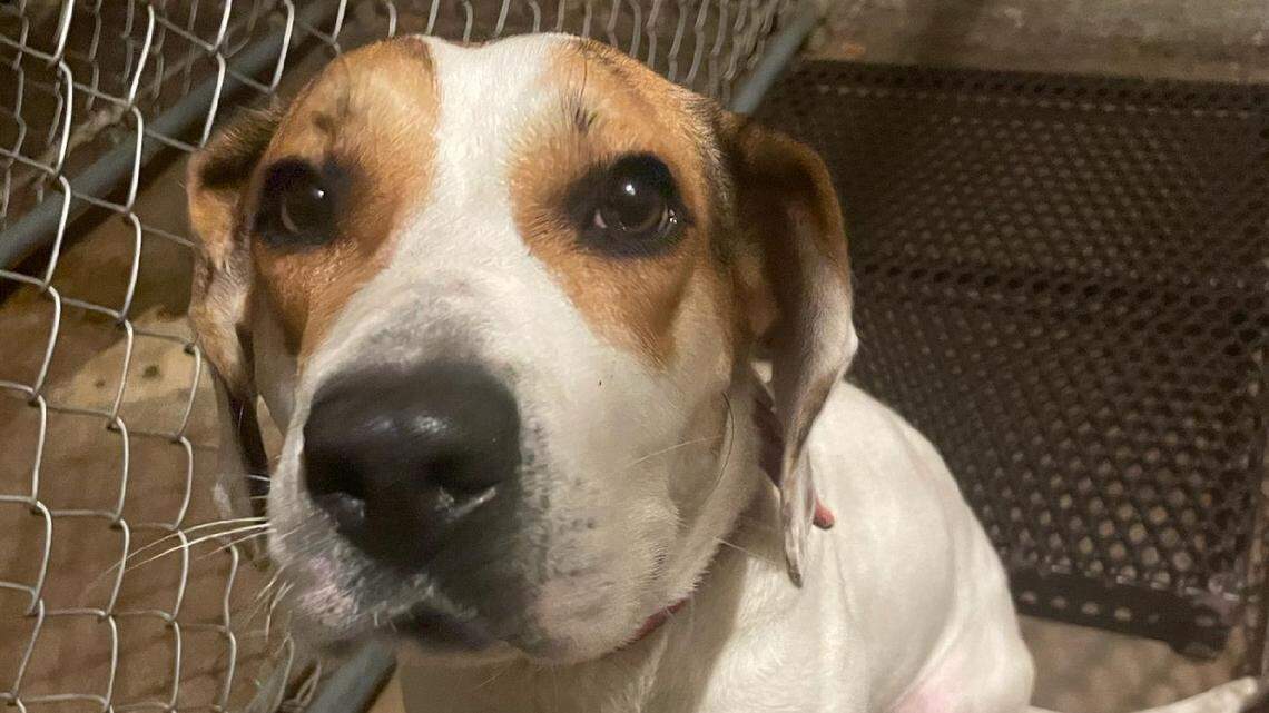 Lola, a “sweet girl” who was found at Mound View Park in Platteville, Wisconsin.