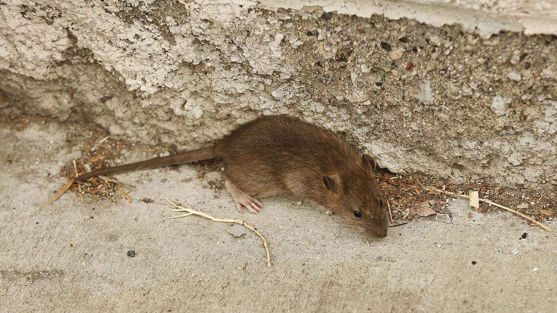 One of several rats scurry around the scene as Los Angeles Bureau of Sanitation crews clean up a homeless encampment in Los Angeles on May 23, 2019. (Al Seib/Los Angeles Times/TNS)