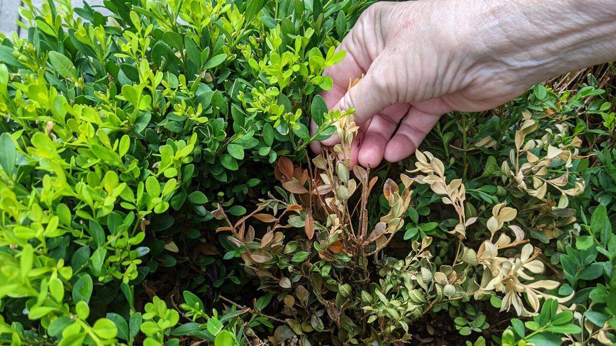This boxwood is suffering the effects of a warm, dry December.