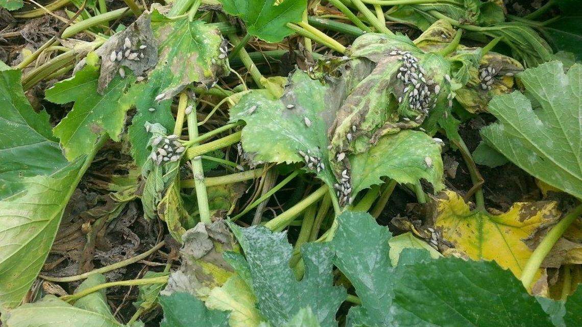 Squash bugs wreak havoc on the garden this time of year. Take steps to eradicate them and save your gourds.