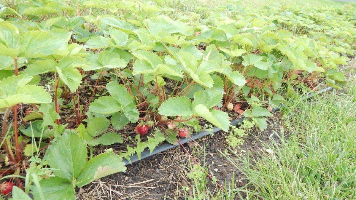 Strawberries grow like a ground cover with attractive green foliage, white flowers and tasty bright red berries.