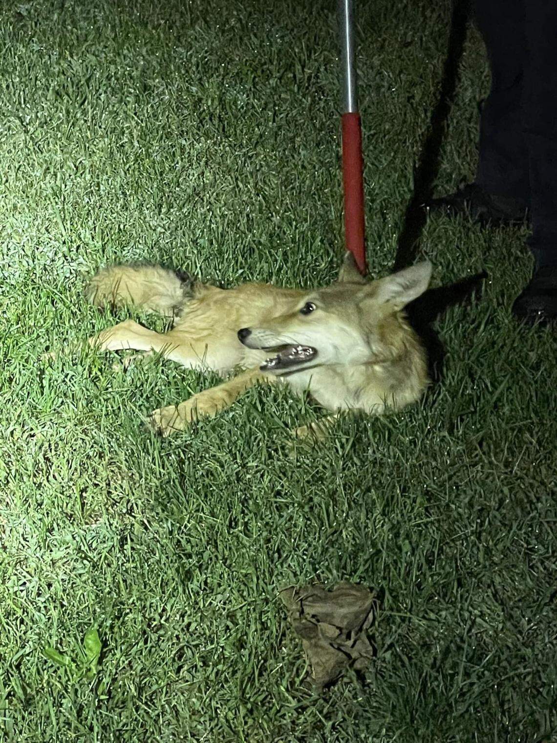 This coyote was taken back to nature after sneaking into an Ohio home bathroom, police said.