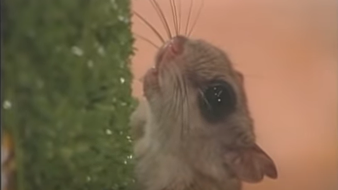 Closeup of a flying squirrel. A different flying squirrel was recently freed from a Missouri birdhouse.