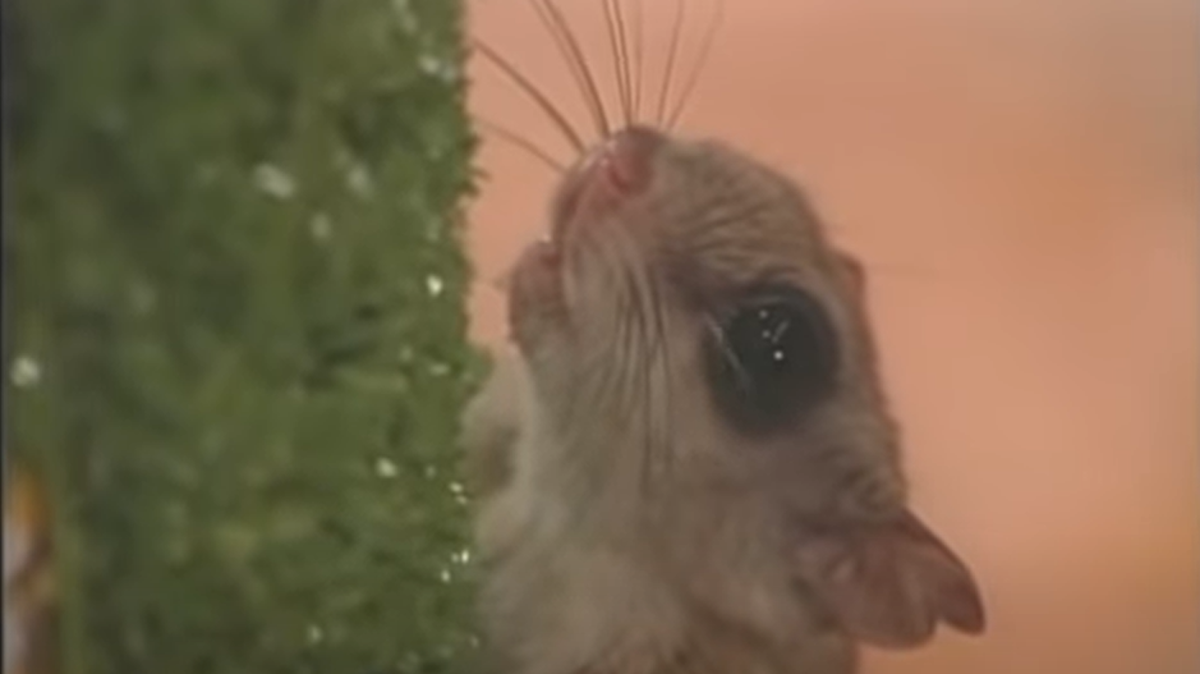 Closeup of a flying squirrel. A different flying squirrel was recently freed from a Missouri birdhouse.