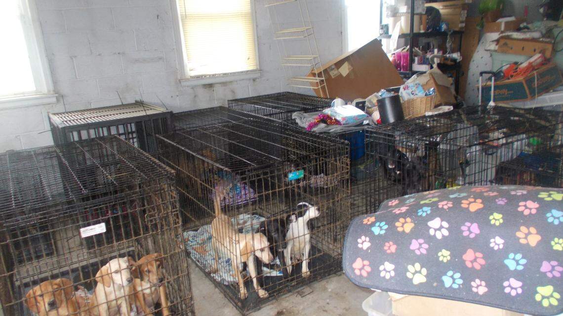 An Ohio woman pleaded guilty to 13 animal cruelty charges after police found 30 dead dogs in freezers and 90 in cruel conditions, cops say.