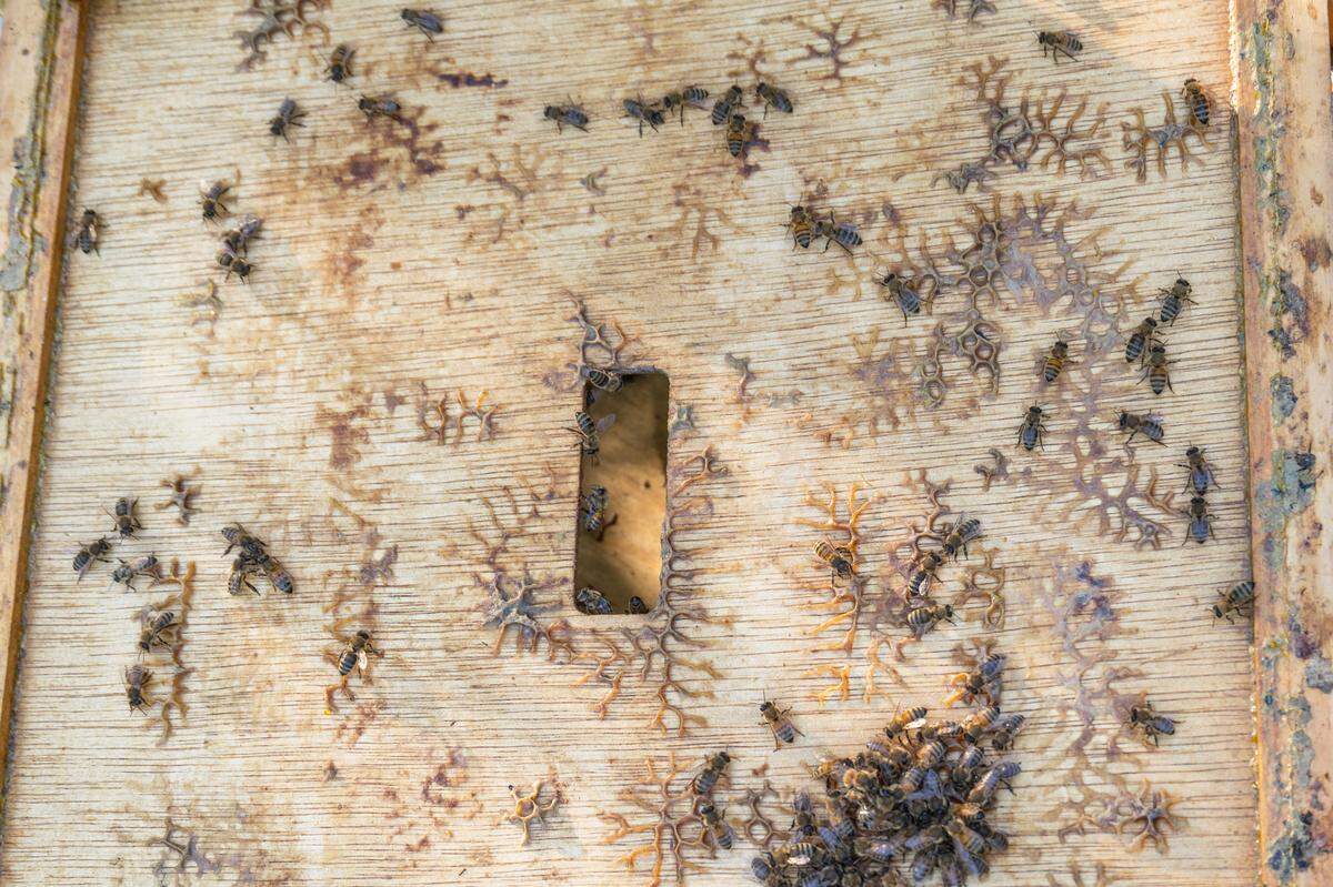 Bees huddle together for warmth on the top of a beehive at MO Hives KC on Friday, October 10, 2025 in Kansas City. The hive beetle larvae pester the bees and can reduce the amount of honey produced by the hive.