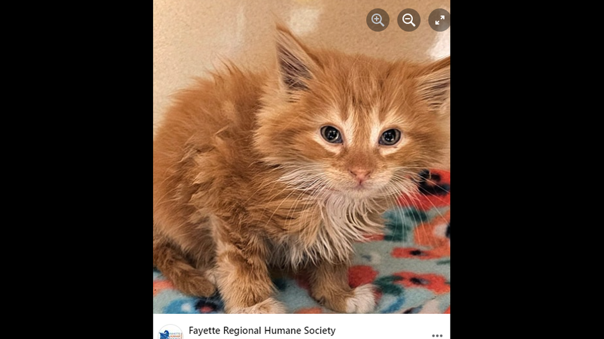 A orange and white kitten rescued after getting stuck in a car wash tunnel will soon need a home, according to an Ohio animal shelter.