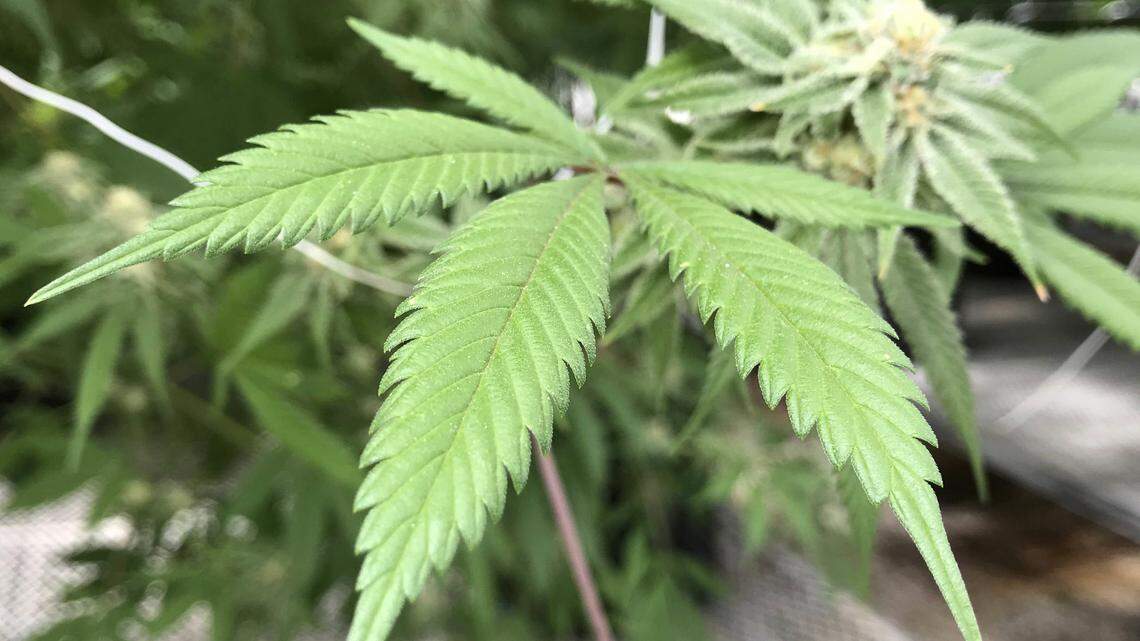 An effort to legalize medical marijuana in Missouri failed in the legislative session's final days.