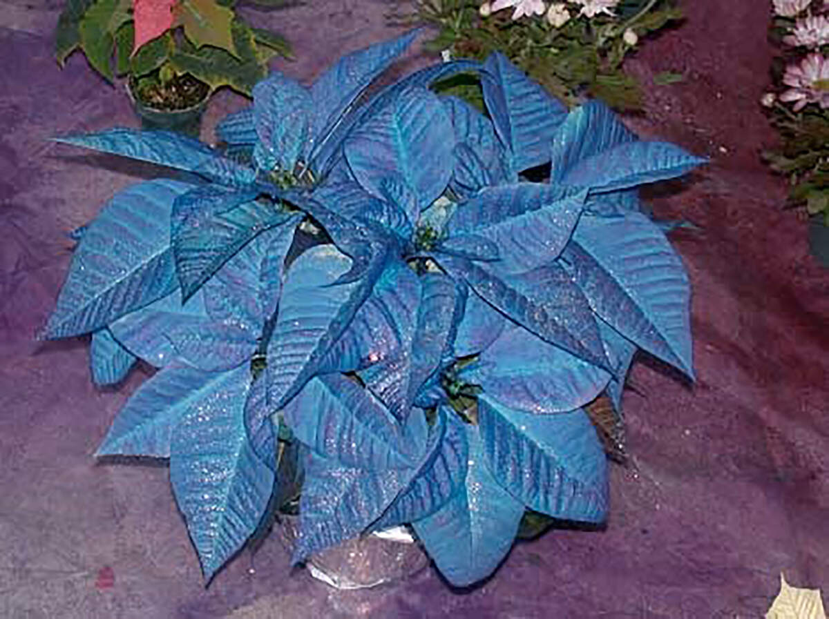 Poinsettias come in array of colors, but blue isn’t one of them.