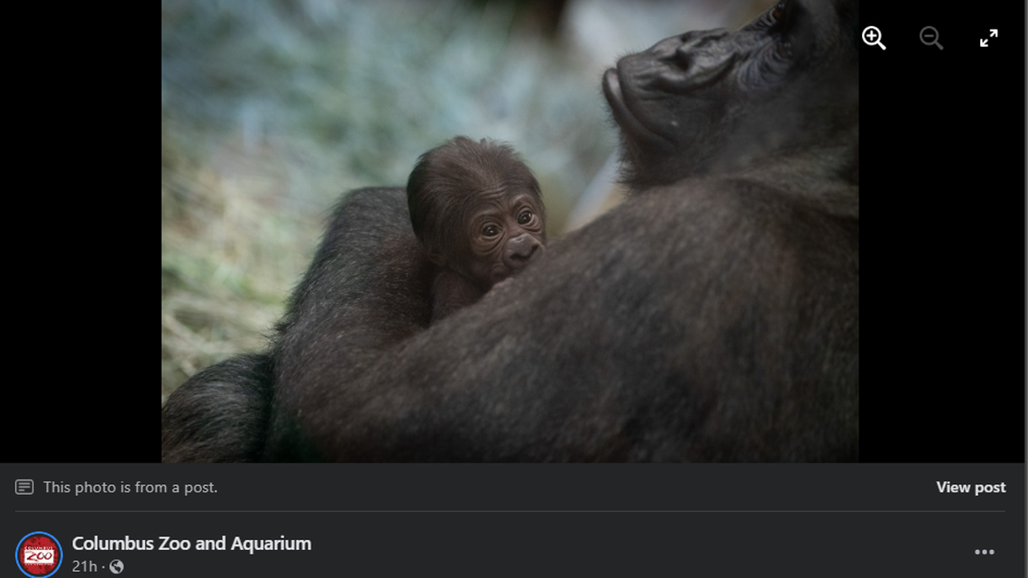 Sully the gorilla with her newborn, surprise baby.