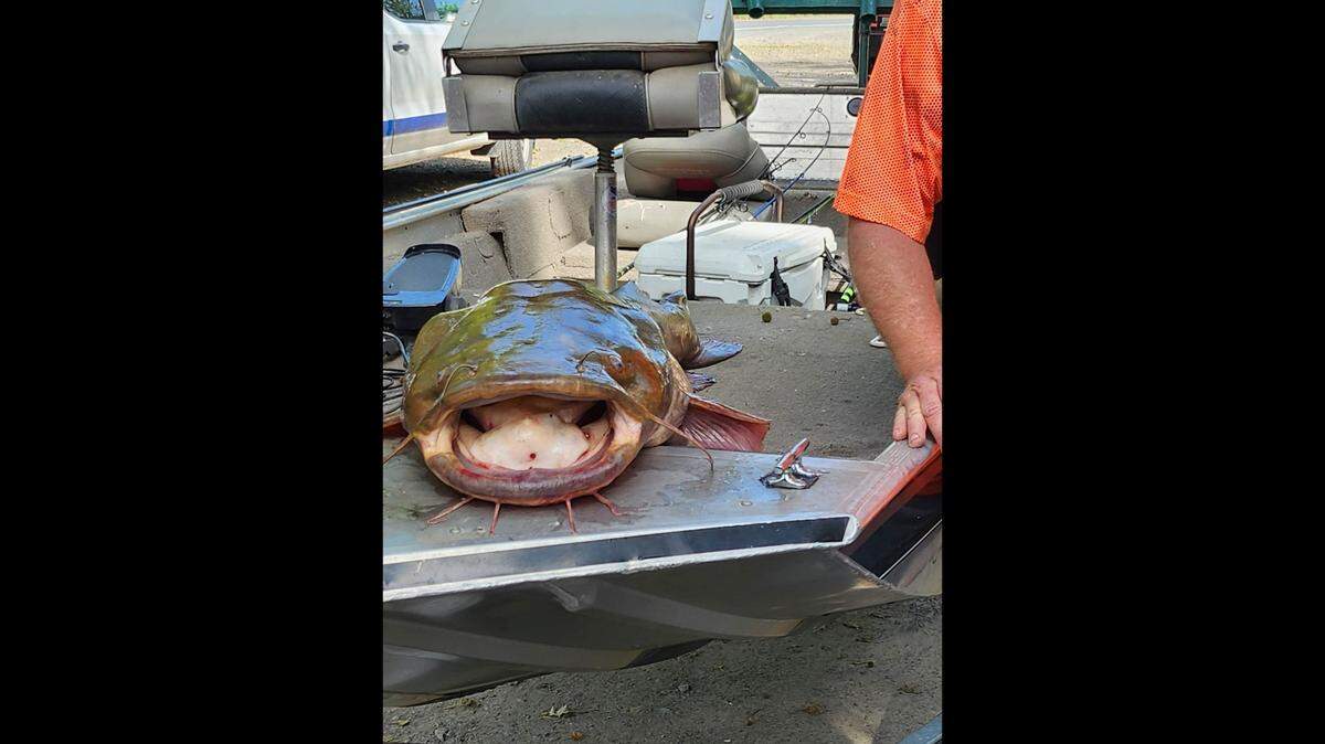 A Pennsylvania fisherman reeled in a huge catfish that could set a new state record, photos show.