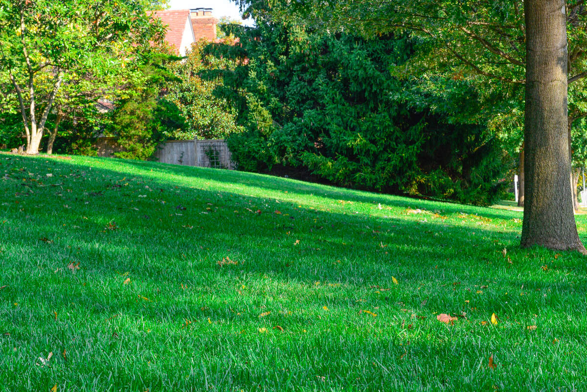 A lush, green grass lawn in the fall.