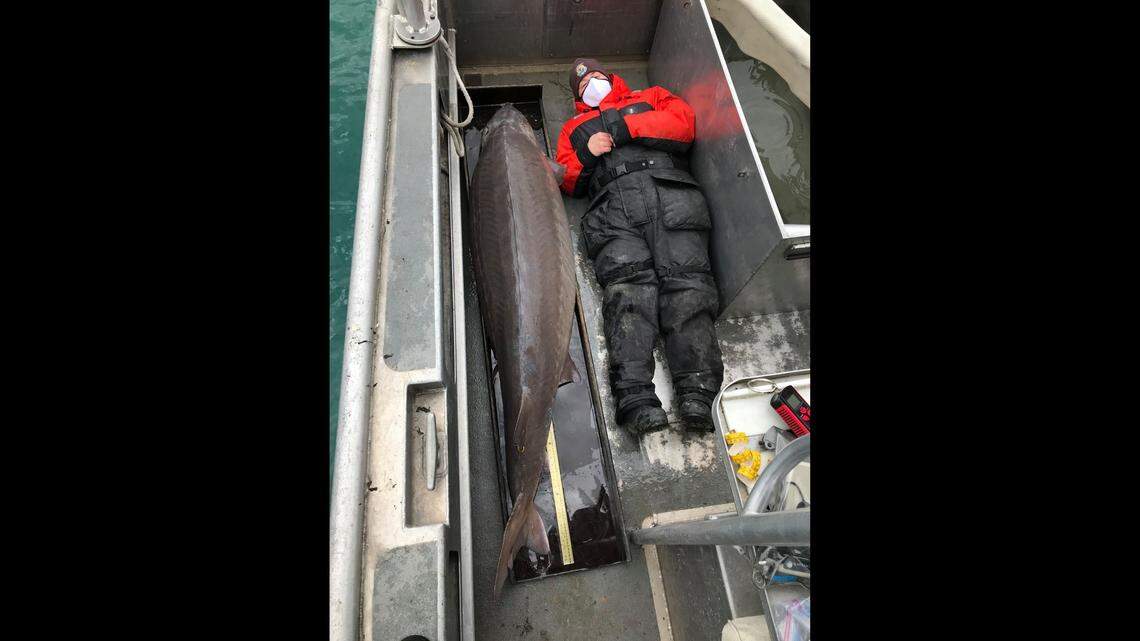 A 100-year-old lake sturgeon caught in the Detroit River is one of the largest ever recorded in the United States.