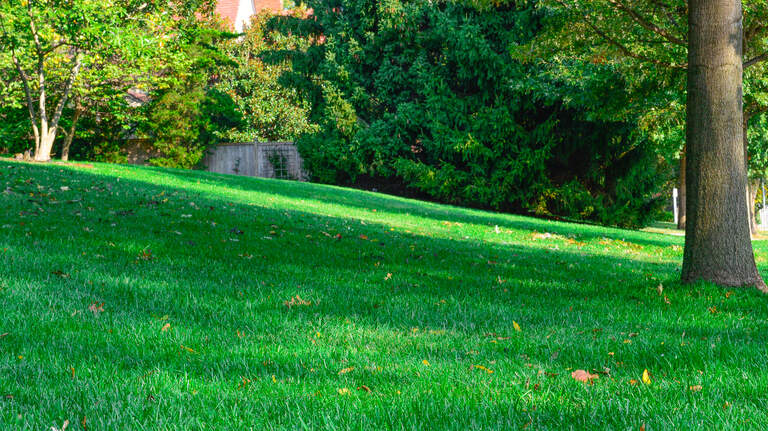 Dinnertime anyone? Fertilize now and a lush green carpet of grass is within reach