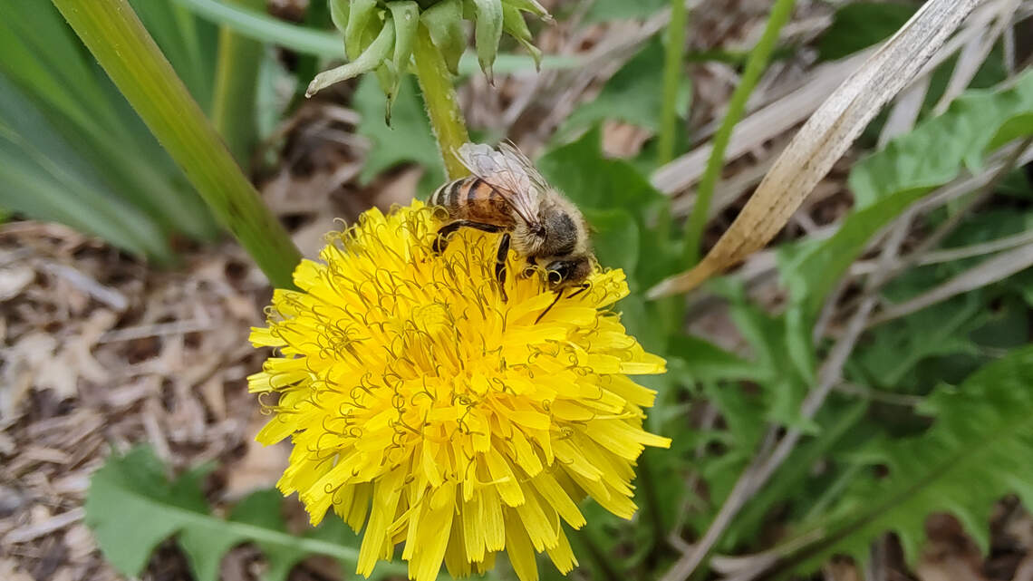 What’s an ‘invasive’ and are they all ‘evil’? Understand the true impact of weeds