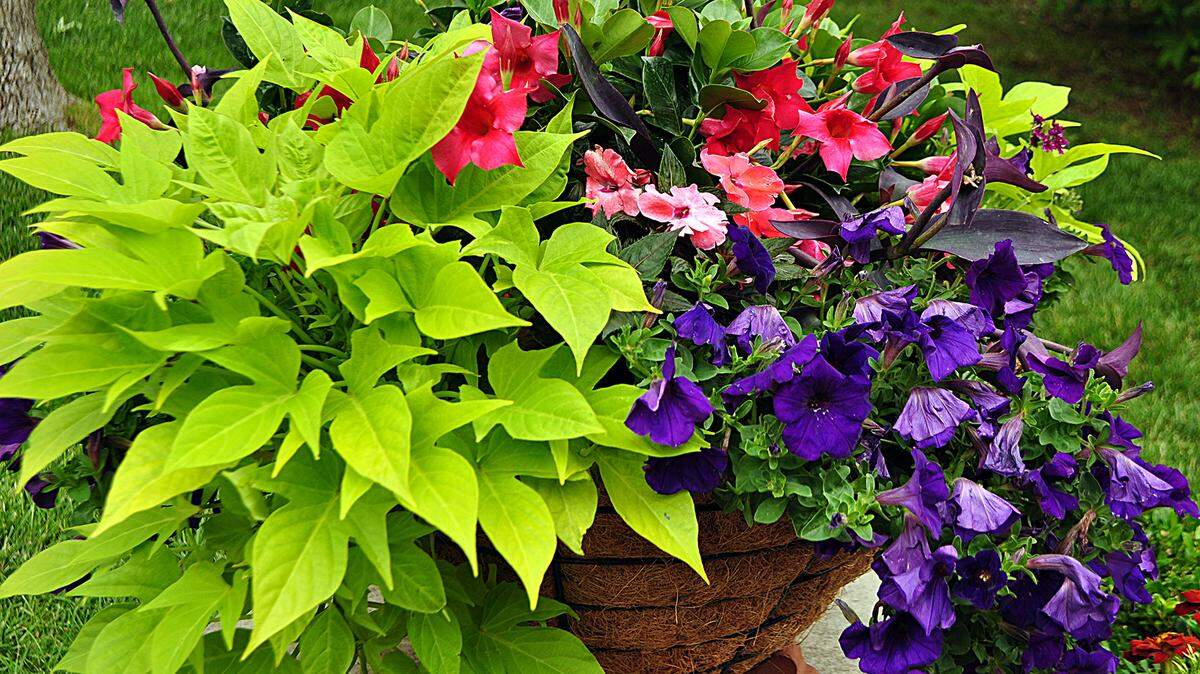 Don’t be afraid to prune back plants like potato vine. It will help keep your containers looking lovely.