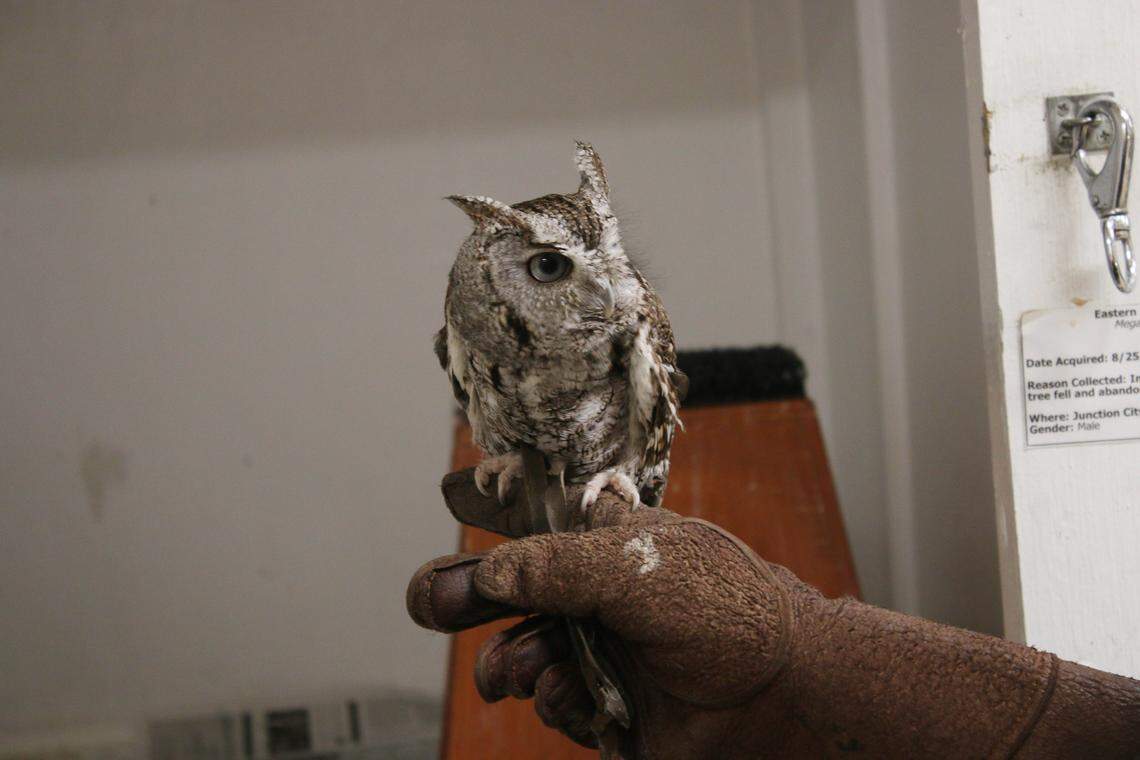 Andrea Joslin, outdoor education director at Ernie Miller Nature Center, holds an eastern screech owl that came to the center from Junction City in 2011.