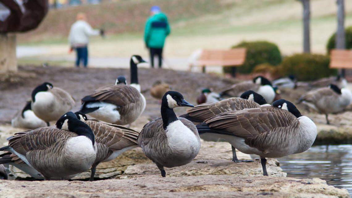 A group of Canada geese rest at Rose’s Pond at Sar-Ko-Par Trails Park in Lenexa Dec. 10, 2025.