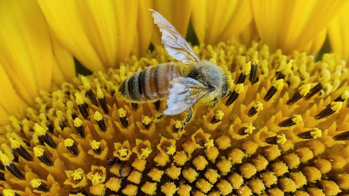 Mix it up: Clover helps attract beneficial bees to lawn, but consider complications