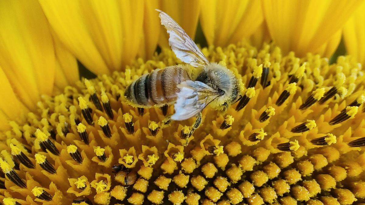 Honeybees and other native bees need our help to thrive. One good place to start? Our lawns, but proceed carefully before going all out with a bee-friendly yard.