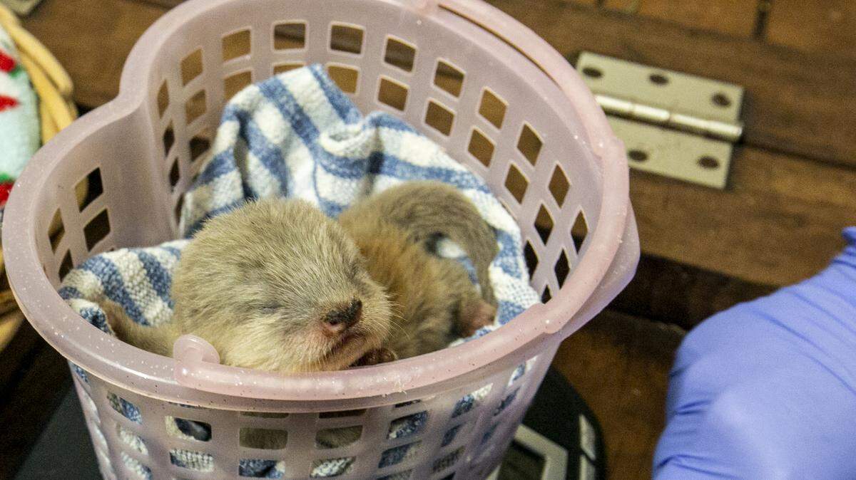 Three Asian small-clawed otters were born at the Kansas City Zoo.