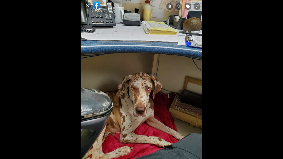 A missing dog spent weeks on an uninhabited island in Clare County before being rescued, cared for and later adopted by a foster family.