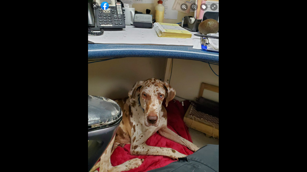 A missing dog spent weeks on an uninhabited island in Clare County before being rescued, cared for and later adopted by a foster family.