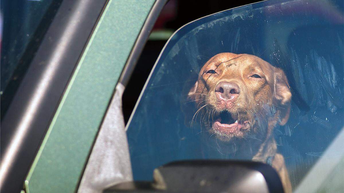 Even on relatively mild days, the interior of a car can become a veritable oven within minutes.