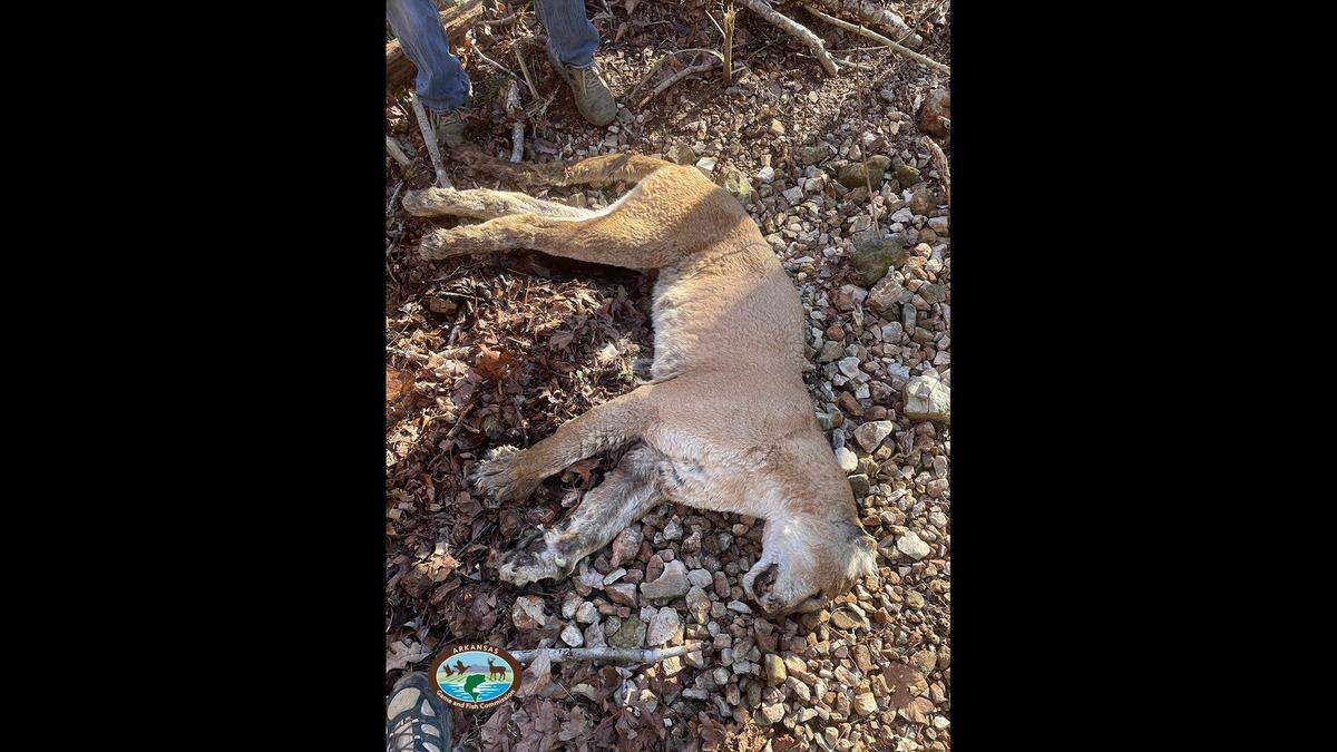 The mountain lion was found dead in the Sylamore Wildlife Management Area in Stone County, Arkansas, officials say.