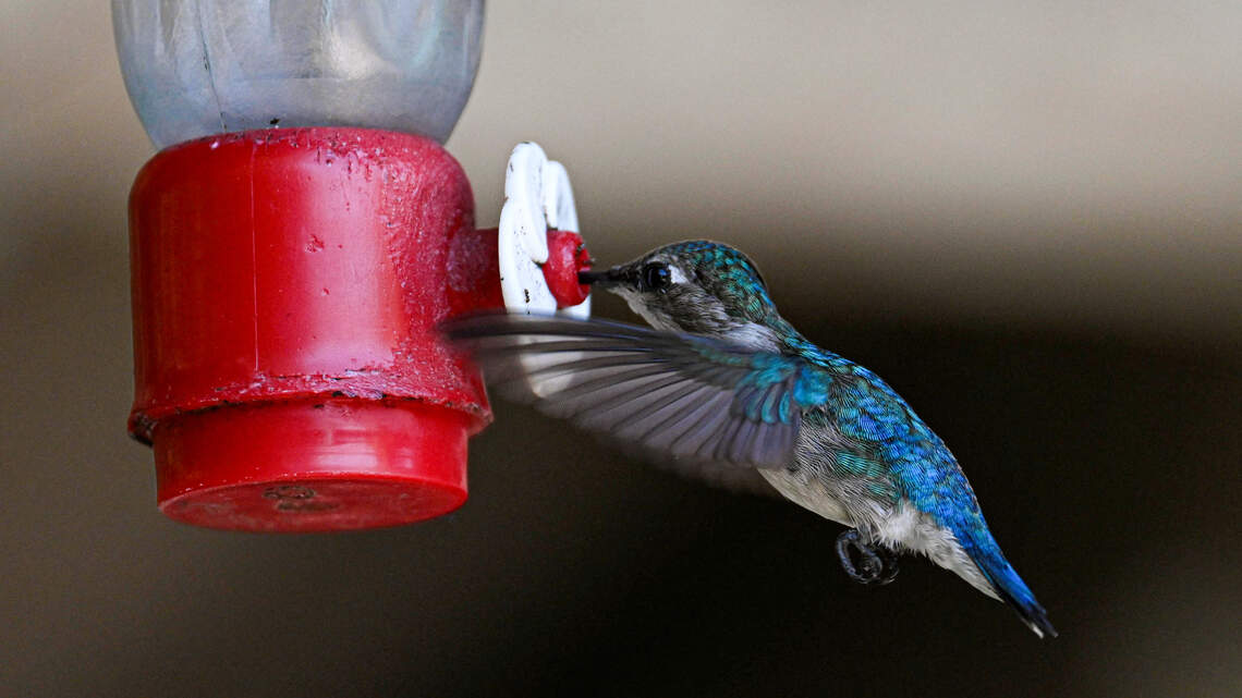 11 Plants That Draw Hummingbirds to Your Garden All Season Long (Easy, Colorful Blooms They Love)