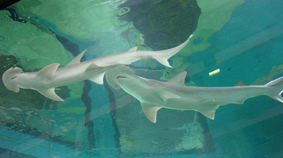 Bonnethead sharks in the Shark Tracker exhibit at Mote Marine Laboratory.