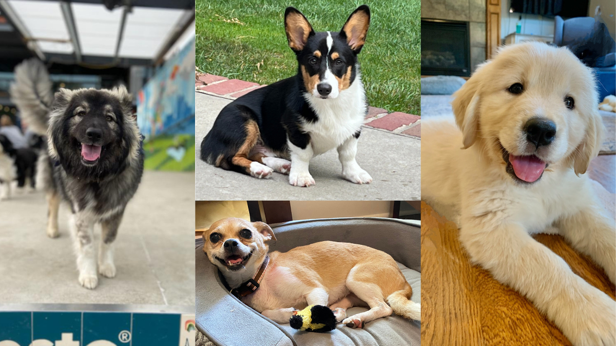 The Star’s cutest dog contest is down to the top 10. Vote now for the finalists.