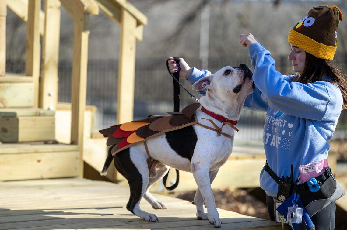 Macy McNaughton, a KC Pet Project staff member, helps Elden, a four-year-old adoptable bulldog mix, get comfortable on the new play structure at the “Barks & Rec” playground for shelter dogs on Tuesday, Nov. 25, 2025, in Kansas City.