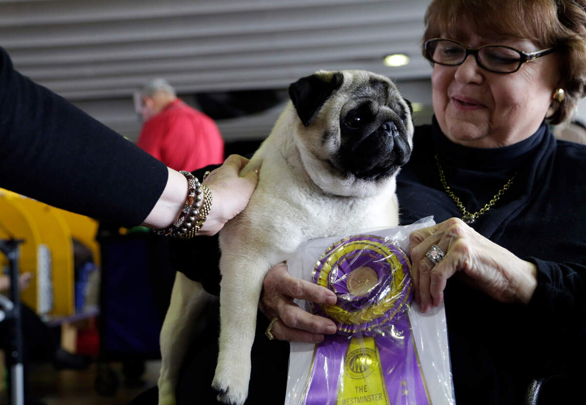 Biggie the pug with owner Carolyn Koch at the Westminster Kennel Club Dog Show, Monday, Feb. 11, 2019, in New York. (AP Photo/Nat Castaneda)