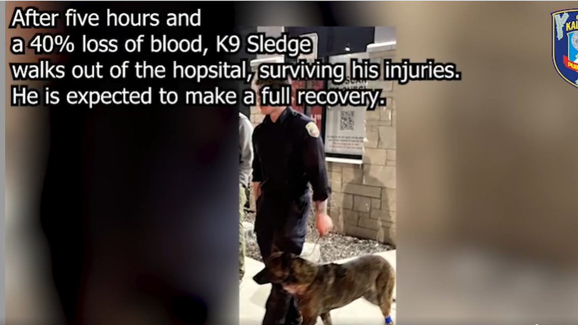 A K-9 dog was stabbed several times in the throat with a box cutter, Michigan cops say. He lost 40% of his blood, but survived his injuries. 