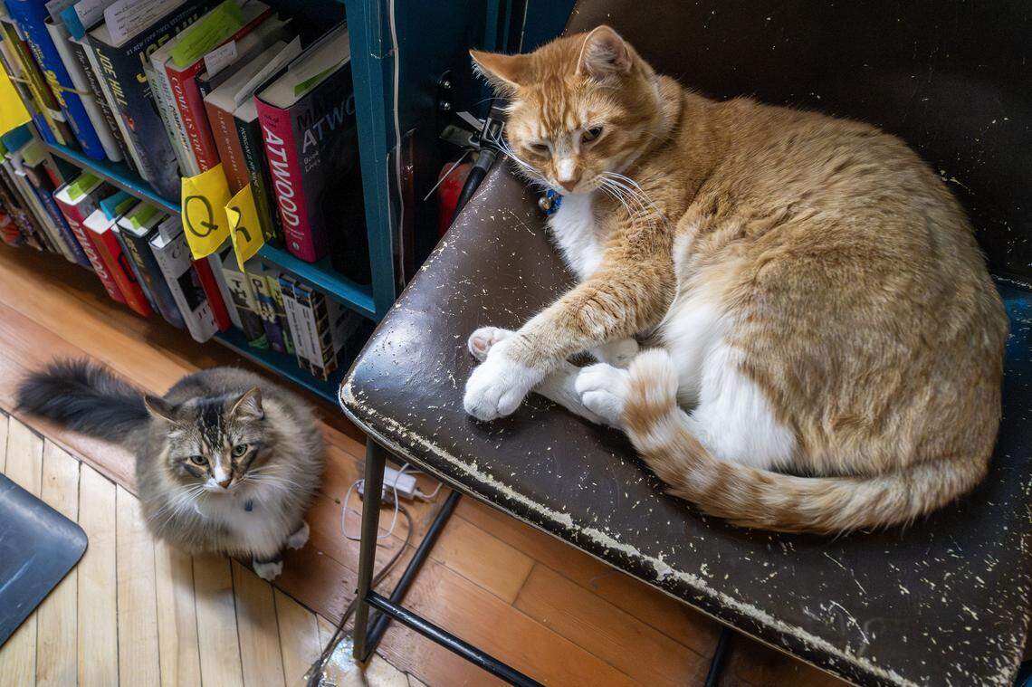 Sam, a shop cat, lounges on a chair while Dean, another shop cat, sits nearby at Raven Book Store on Wednesday, Nov. 5, 2025, in Lawrence.