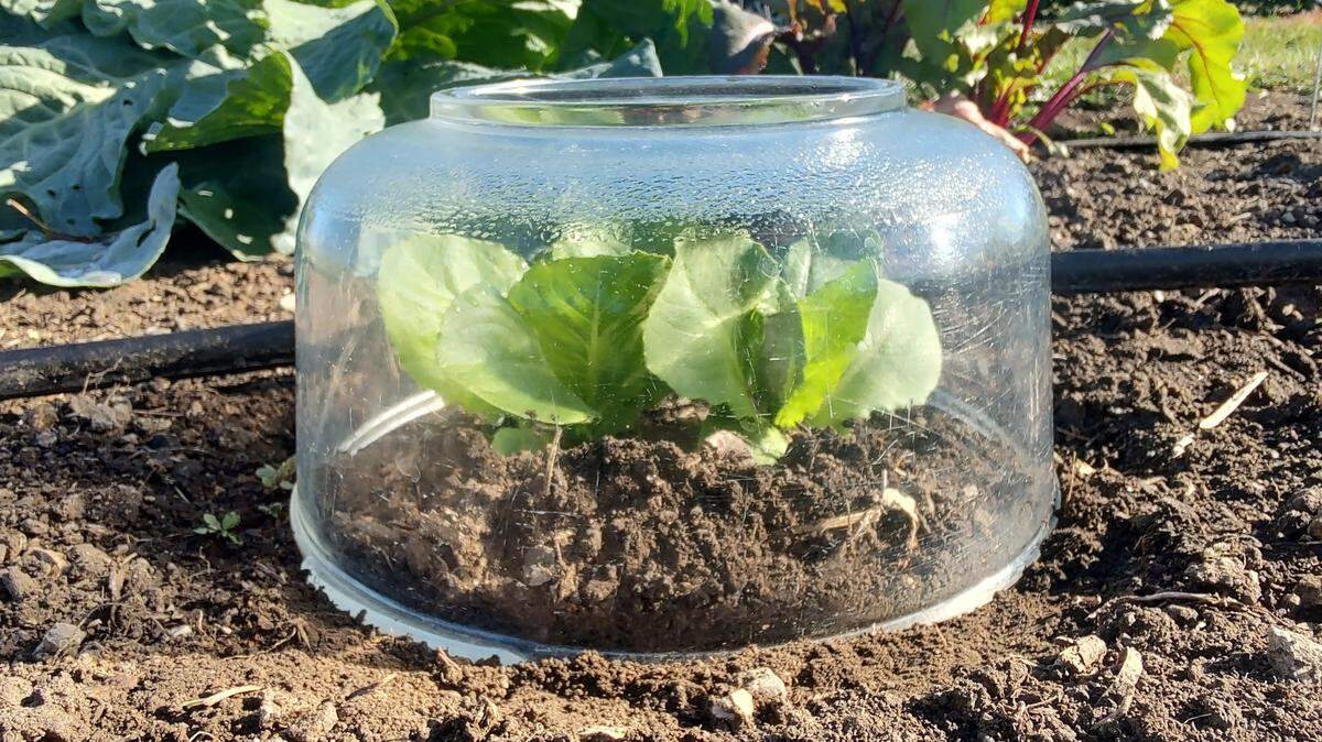 Cold snap coming? Protect your plant with something as simple as a milk jug with the bottom cut out, an overturned bucket or bowl placed over the plants being protected.