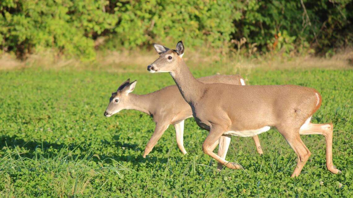 Outdoors report: Sportsmen set for Missouri firearms opener, warm weekend fishing