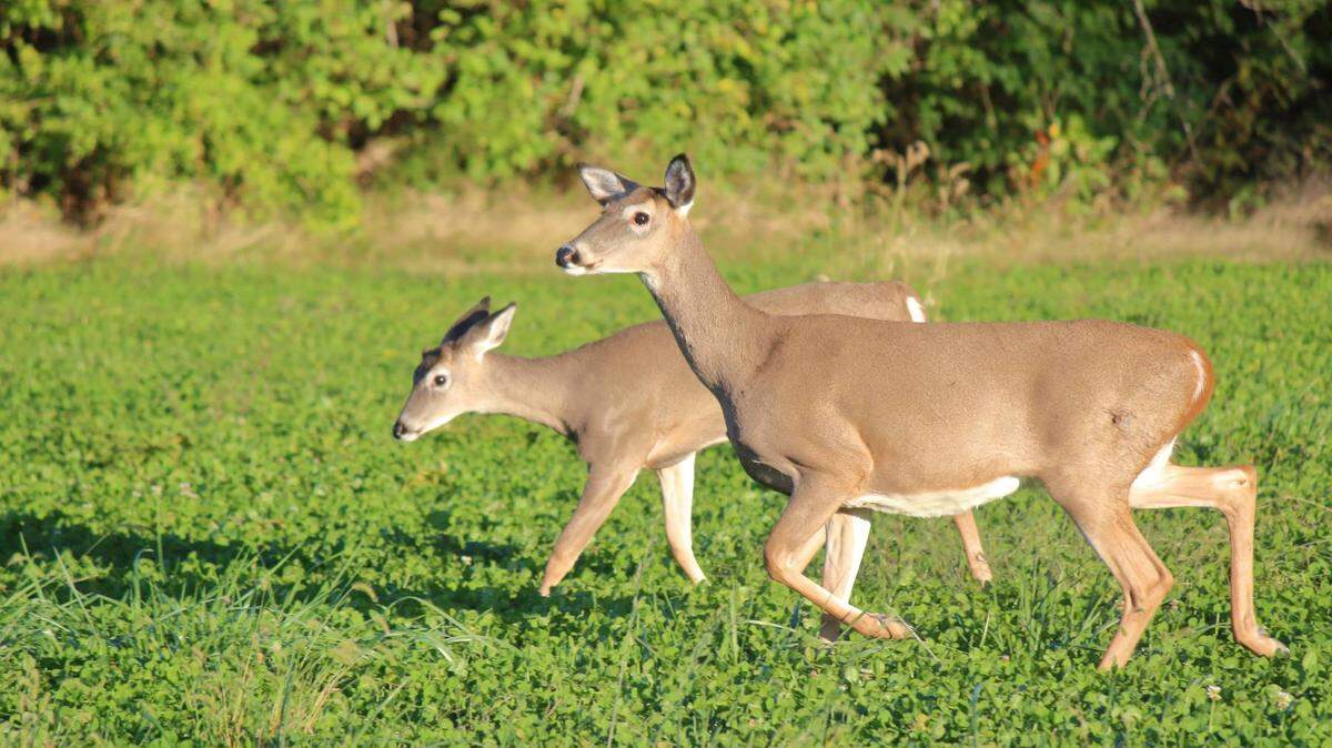 The Missouri firearms season is set to open, with a warming trend in the forecast, too.