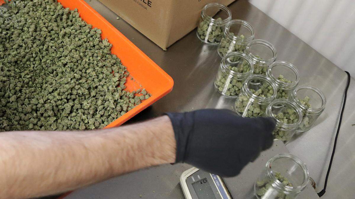 In this Friday, March 22, 2019 file photo, an employee at a medical marijuana dispensary in Egg Harbor Township, N.J., sorts buds into prescription bottles. Here’s your guide to using accessing medical marijuana in Kentucky. (AP Photo/Julio Cortez, File)
