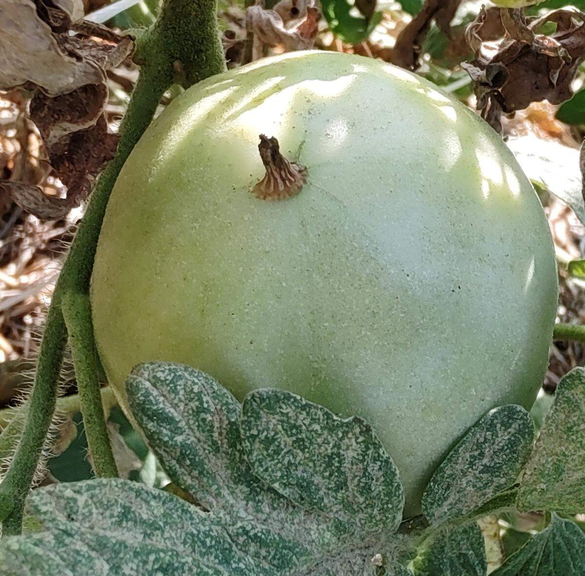 Want to know if your tomato will ripen off the vine? Look for this particular mark on the fruit.