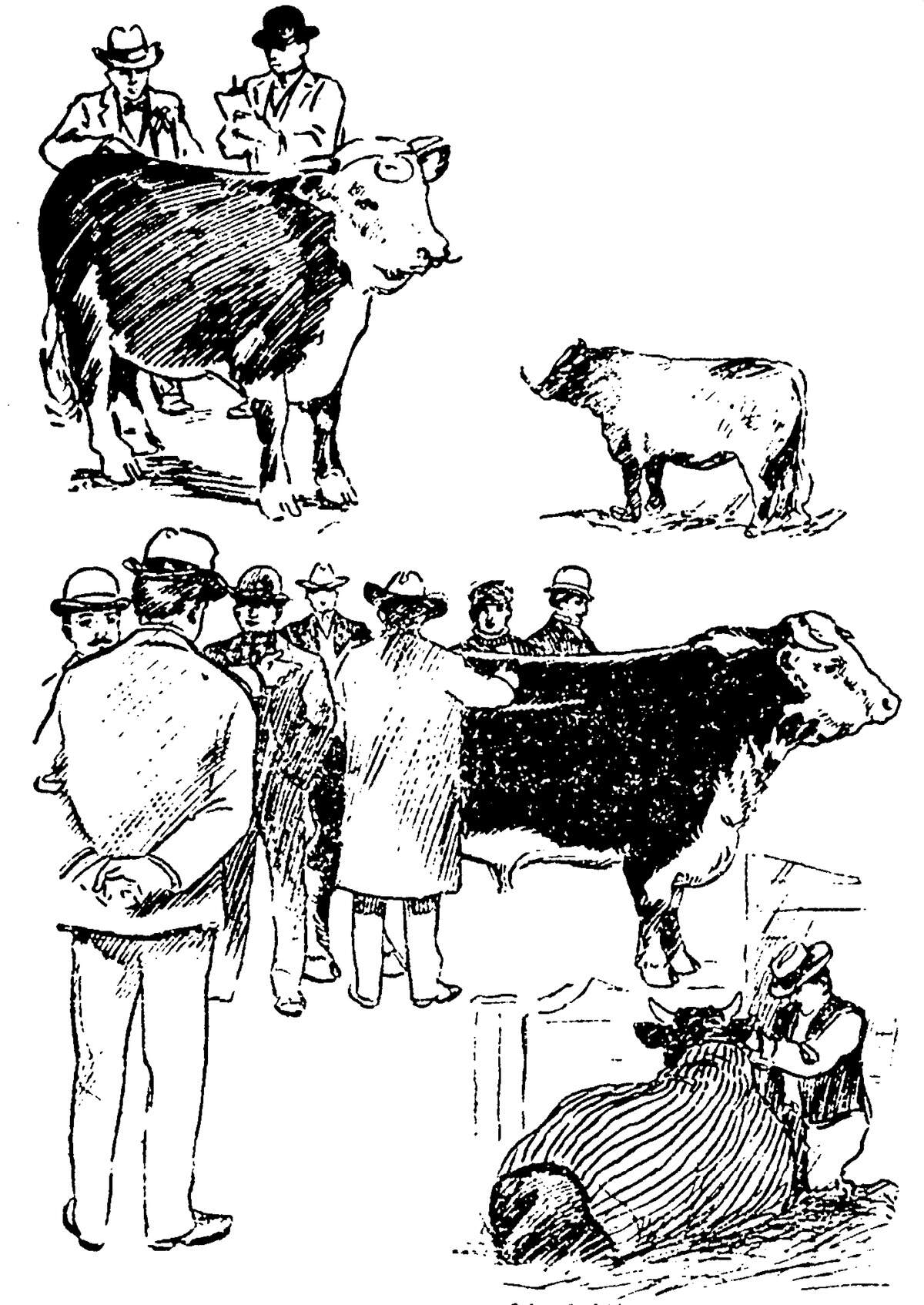 Judges inspect the cattle during the 1901 American Royal.