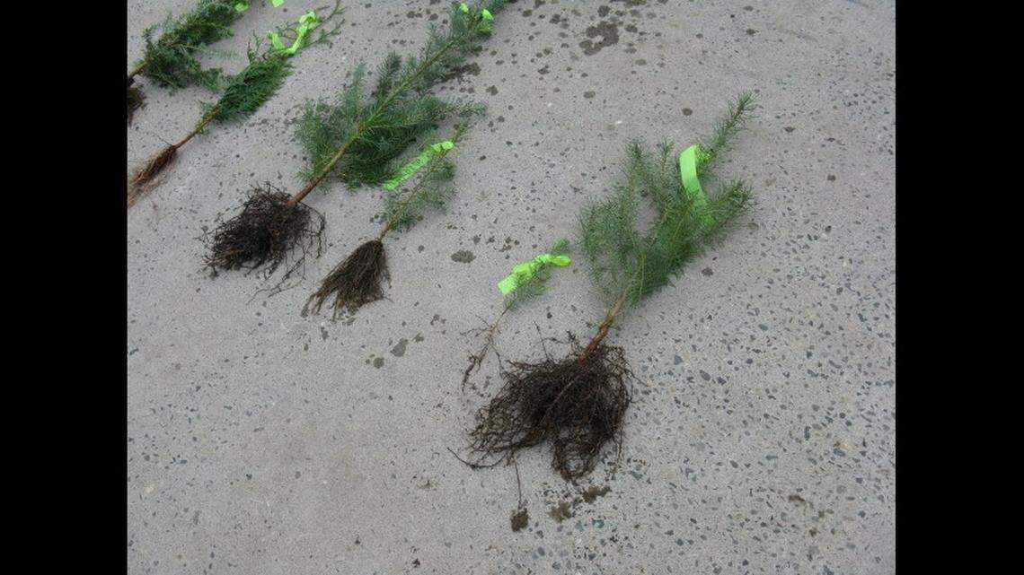 To move a tree or shrub, start in the autumn by root pruning, which cuts larger feeder roots. The plant sends out new, more fibrous roots in the soil mass for the plant, which should be replanted in late February or early March.