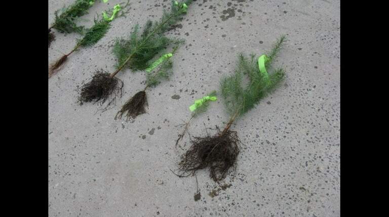 Is that tree or shrub in the wrong place? Consider those roots before transplanting