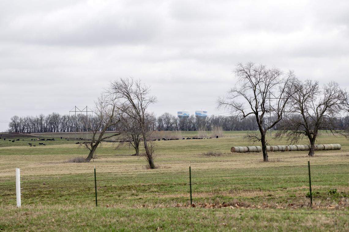 Two water towers stand in the distance as cattle roam an open field near the corner of 191st Street and Renner Road on Saturday, March 7, 2026, in Spring Hill, Kansas.
