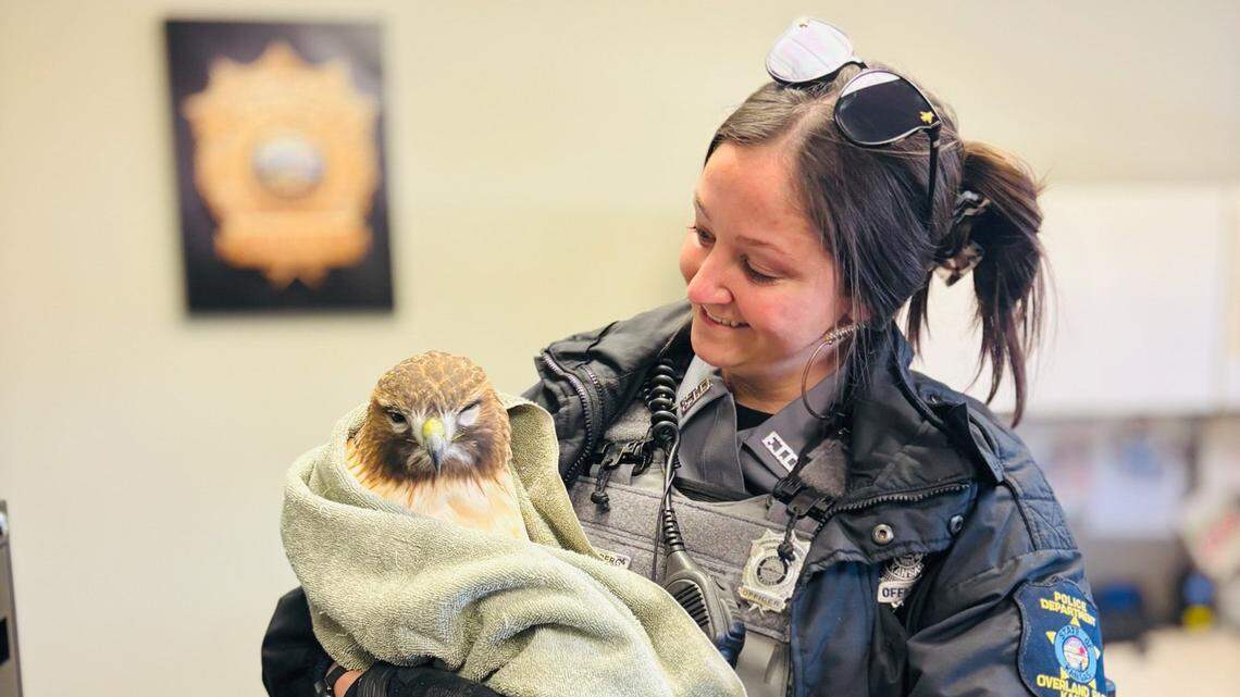 Overland Park Animal Control Officer Jillian Sundberg holds a red-tailed hawk after it was found injured in the back yard of a residence this week.