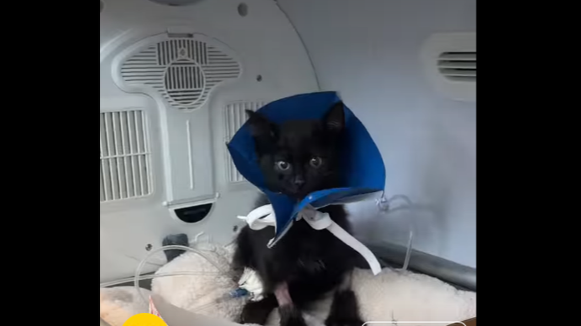 Kitten entered shelter with leg ‘barely still attached.’ Now see her trot around