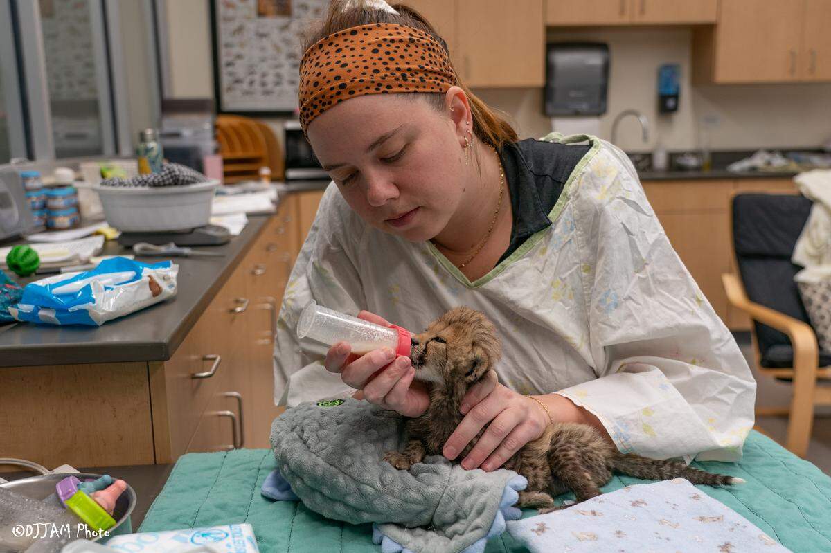 The cubs are currently bottle fed, but have to be weaned off before they can join the public exhibit.